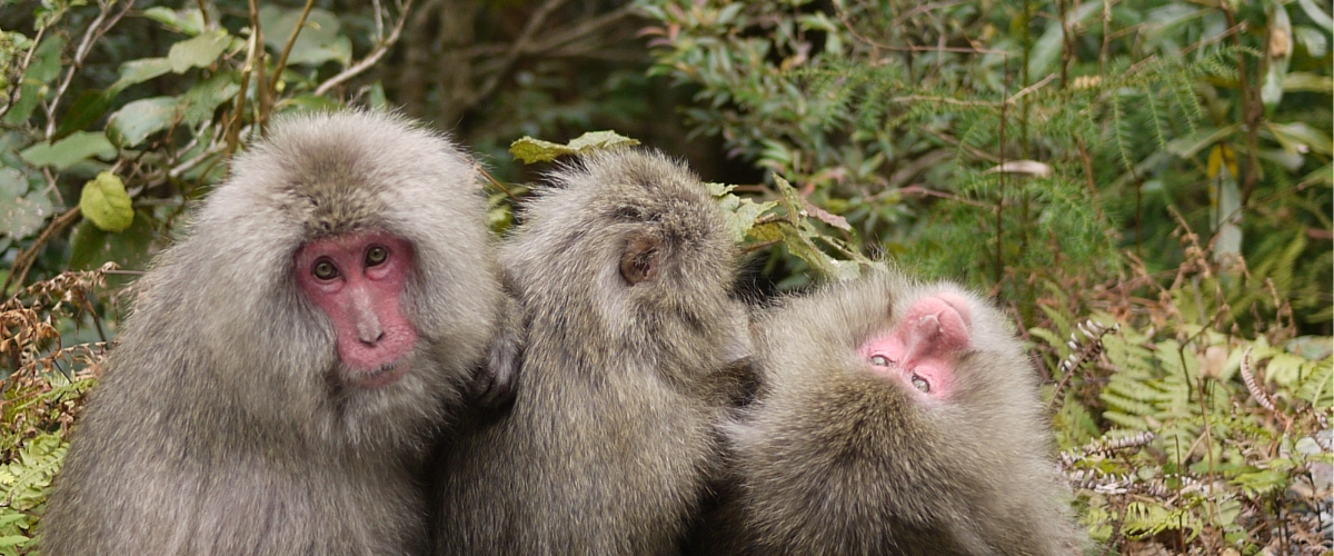 �I�[�_�[�c�A�[