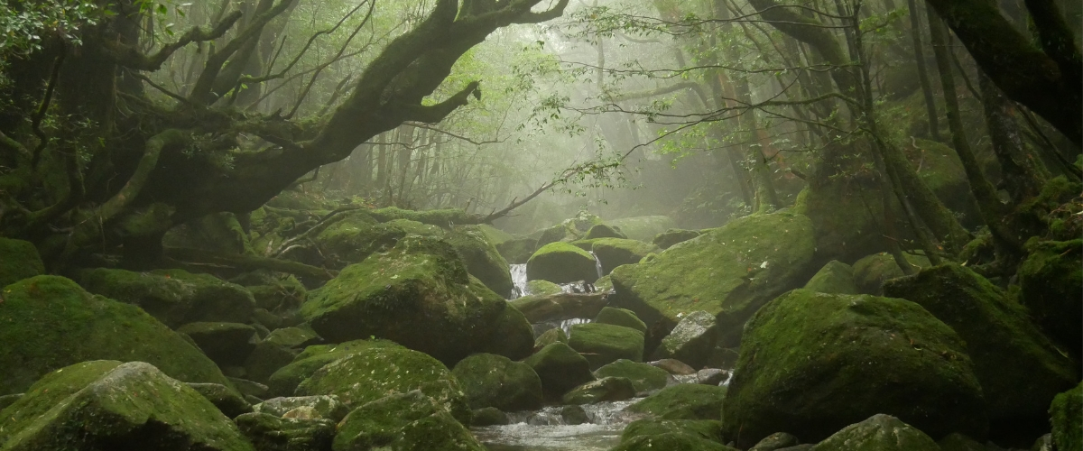 �G�R�c�A�[