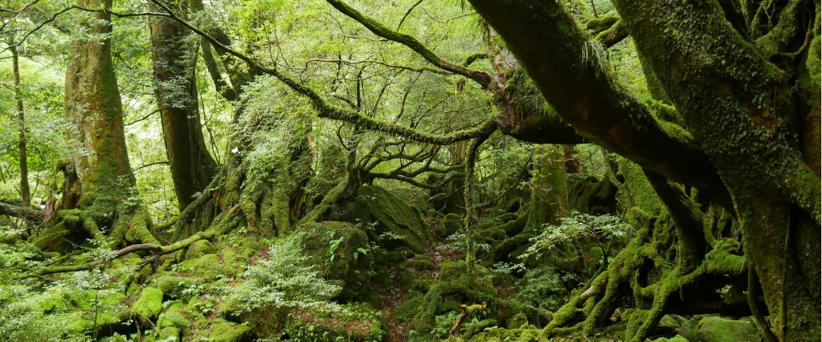 ���v���K�C�h&�G�R�c�A�[�@���v��Prana